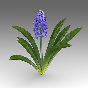 hyacinthus flowers fbx