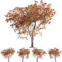 Delonix regia - Royal poinciana 03