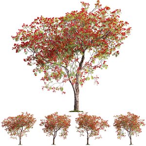 Delonix regia - Royal poinciana 03