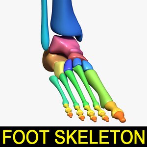 Human foot skeleton