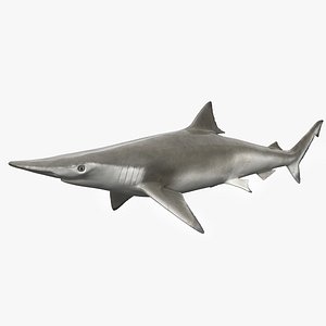 Realistic Spadenose Shark 3D