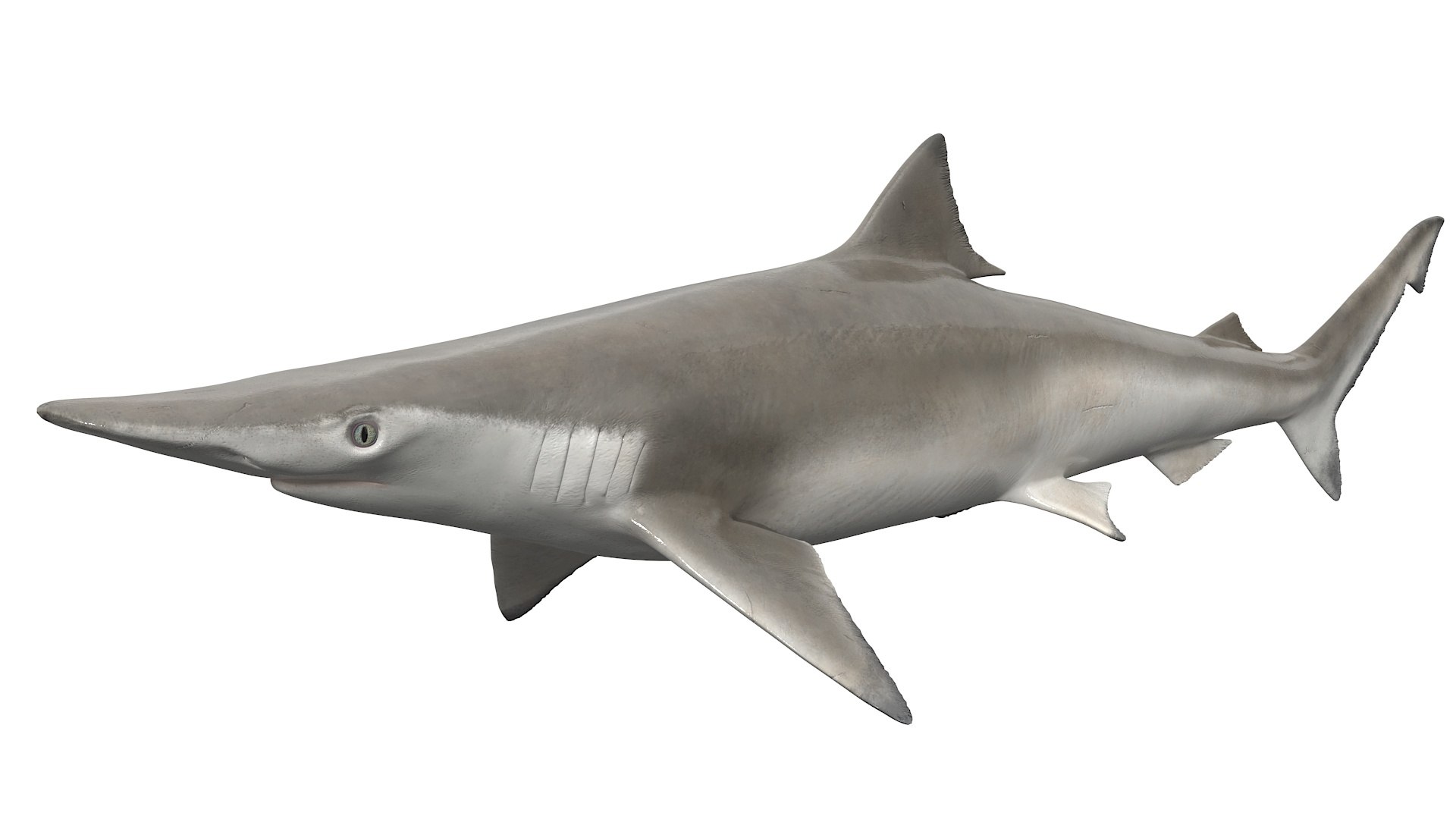 Realistic Spadenose Shark 3D model preview