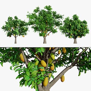 Tropical Jackfruit Tree Asset 3D model