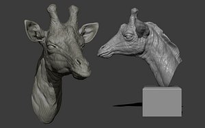 3D Giraffe head