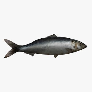 fbx herring fish