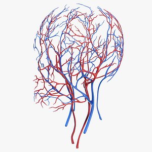 Human Head Cardiovascular System