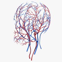 Human Head Cardiovascular System