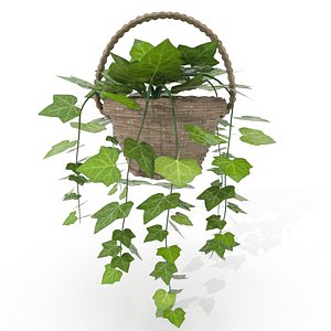 Ivy plant pot