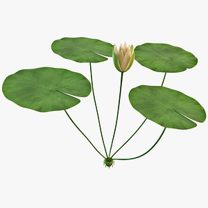 water lily 3d max