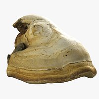 Mushroom Polypore 7 Small