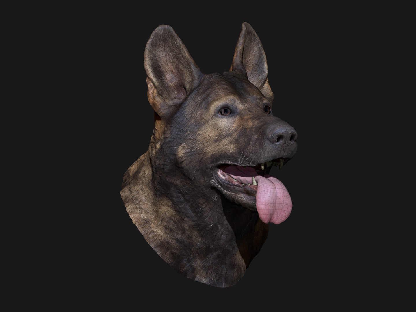 3D german shepard https://p.turbosquid.com/ts-thumb/mm/aVbhgg/HtKQPT7z/wireframe01/jpg/1571800572/1920x1080/fit_q87/f0273a1fe86d5595e0fec1f0f79efd4cbf5c4485/wireframe01.jpg
