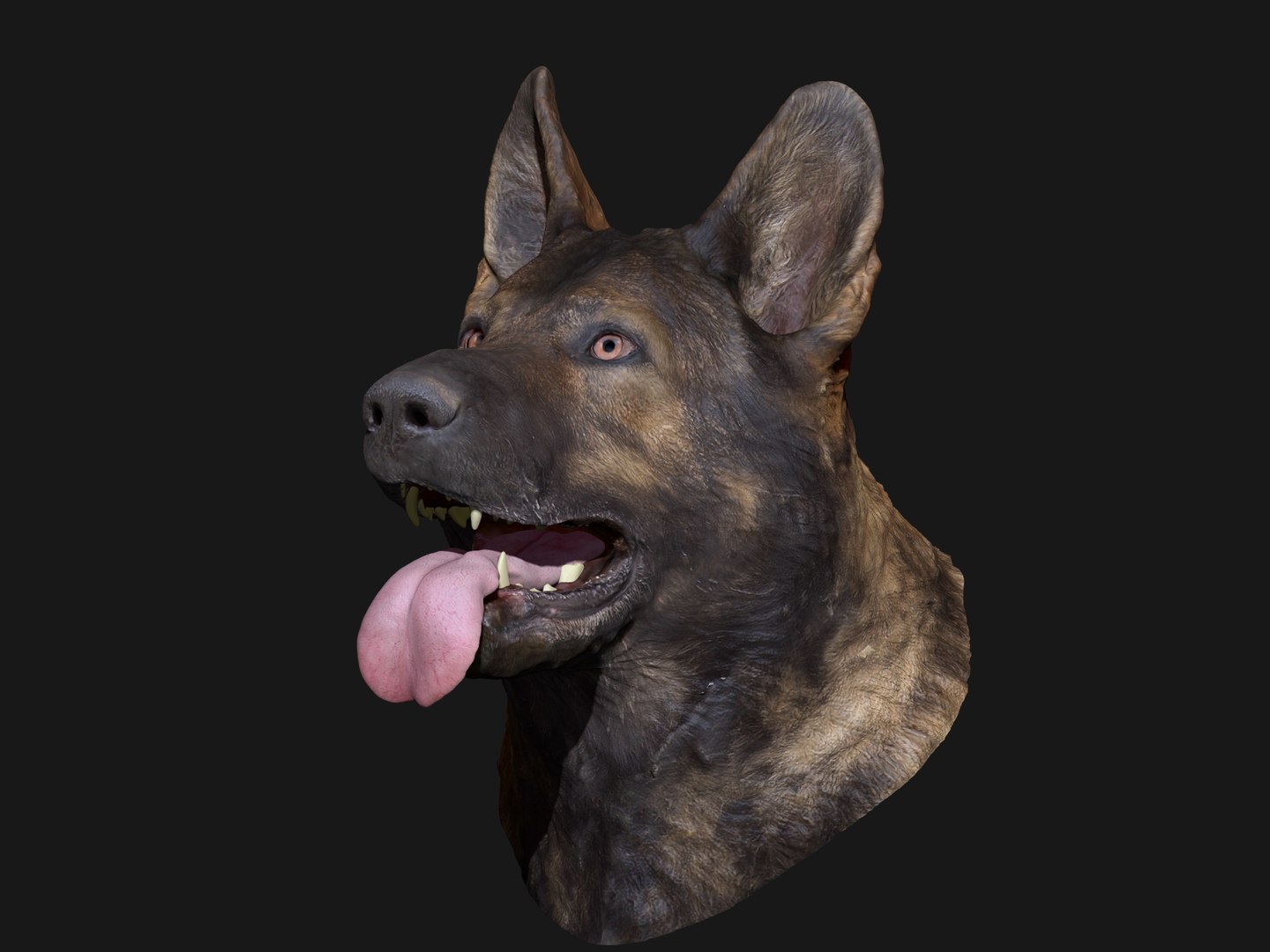 3D german shepard https://p.turbosquid.com/ts-thumb/mm/aVbhgg/NY38egCa/render02/jpg/1571800506/1920x1080/fit_q87/44a81803a561ff5f913b236de4494cb942a4e5e2/render02.jpg