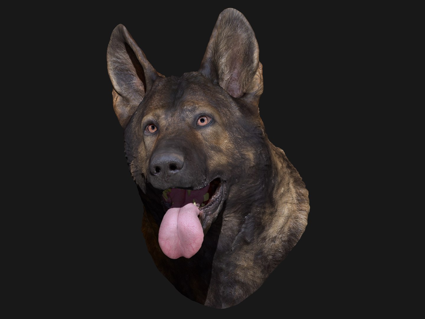 3D german shepard https://p.turbosquid.com/ts-thumb/mm/aVbhgg/n6gv3Var/render04/jpg/1571800557/1920x1080/fit_q87/2c1e4ccc25a856efd50c07384d7998868d6753e0/render04.jpg