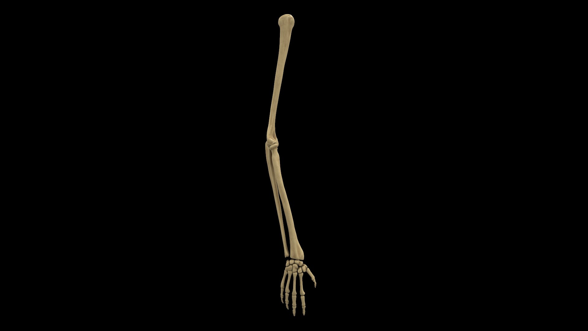 complete hand skeletal model https://p.turbosquid.com/ts-thumb/mm/msW2td/FfBLJPpV/screenshot014/png/1551687842/1920x1080/fit_q87/6e572c00581cbff6d45459cbc7bcd74b64c960a9/screenshot014.jpg