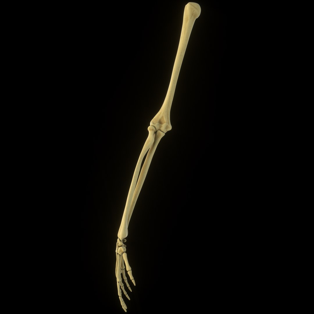 complete hand skeletal model https://p.turbosquid.com/ts-thumb/mm/msW2td/K49ZBMxh/7/png/1551687842/1920x1080/fit_q87/6927a892a7ecd137001ee1f7a194e4970c59d4e1/7.jpg