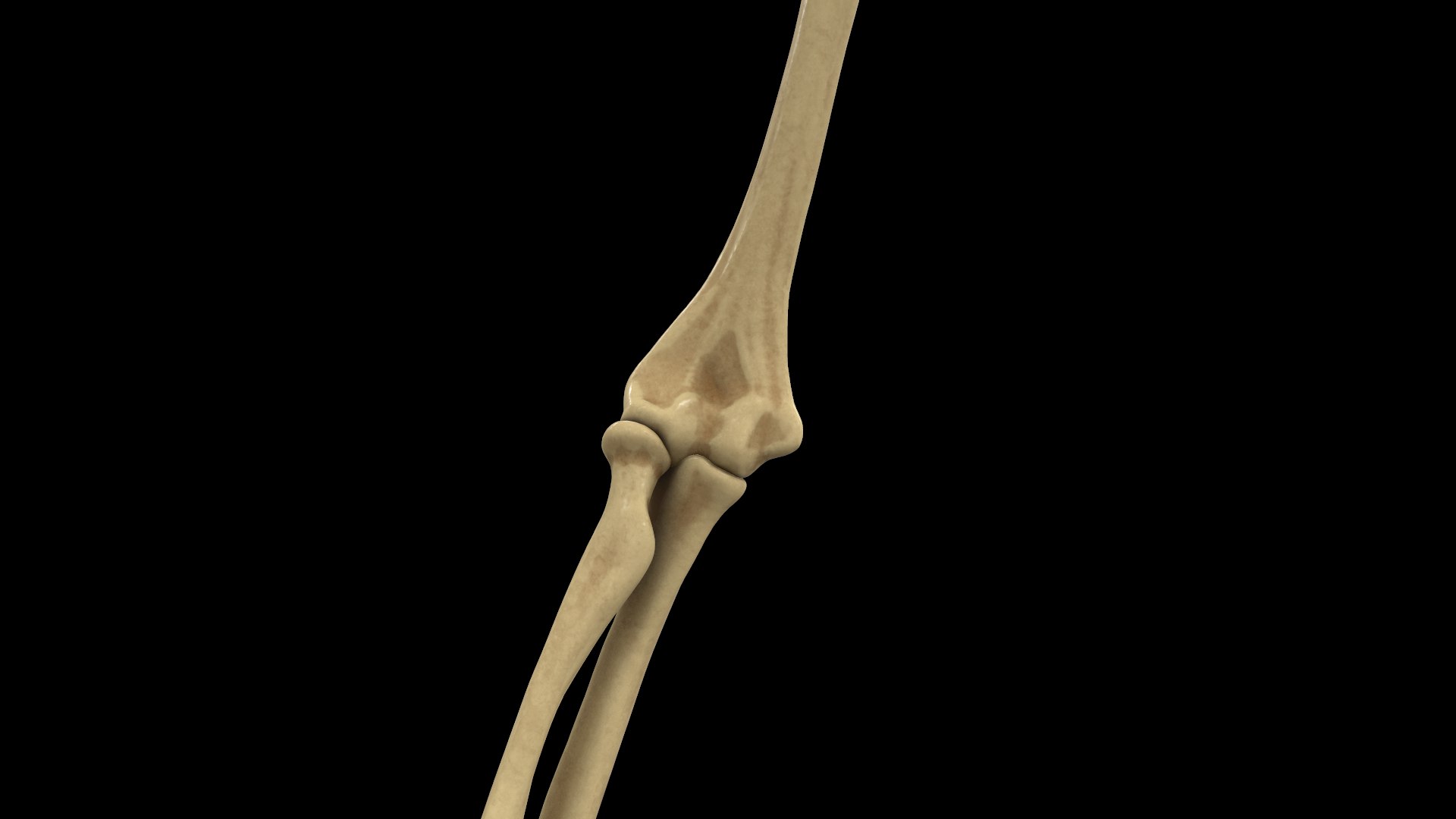 complete hand skeletal model https://p.turbosquid.com/ts-thumb/mm/msW2td/LjwwACUU/screenshot019/png/1551687842/1920x1080/fit_q87/9b8b4aa612073ba32a9c739b1ebebd2a35967701/screenshot019.jpg