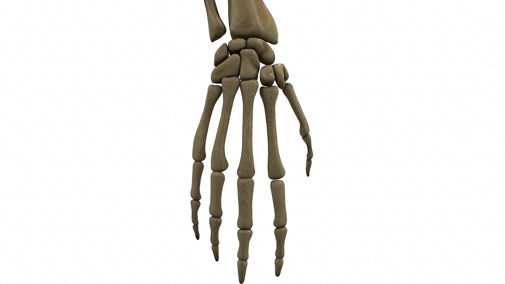 complete hand skeletal model https://p.turbosquid.com/ts-thumb/mm/msW2td/QDa14f0d/screenshot025/png/1551687842/1920x1080/fit_q87/258139604c5334ca891ebbc9d6d1cfd80d664cb5/screenshot025.jpg