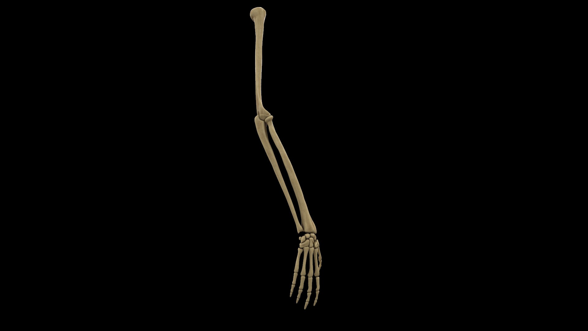 complete hand skeletal model https://p.turbosquid.com/ts-thumb/mm/msW2td/ZtrmV22Q/screenshot024/png/1551687842/1920x1080/fit_q87/fcb8cfca3abbc3e9edca9b4e7984b7a400843310/screenshot024.jpg
