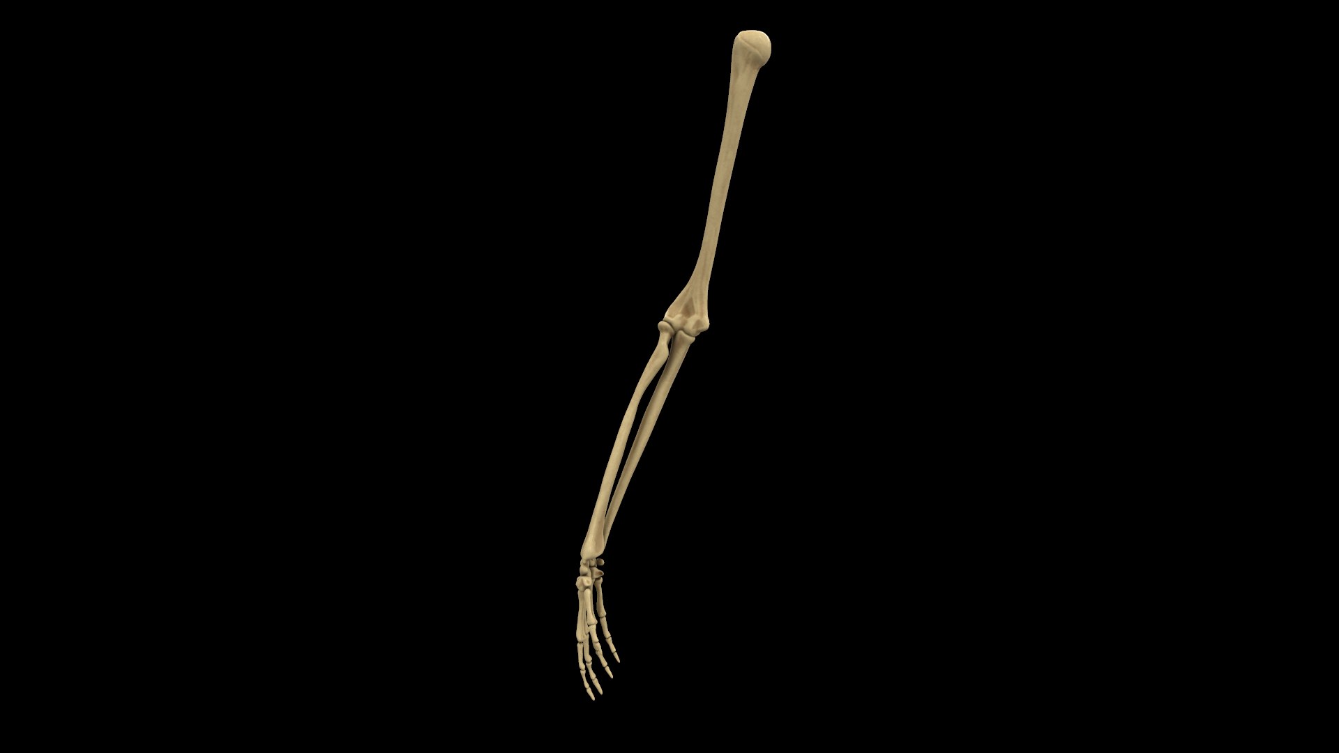 complete hand skeletal model https://p.turbosquid.com/ts-thumb/mm/msW2td/b9BY7hqX/screenshot015/png/1551687842/1920x1080/fit_q87/3ff4c2de9621eced924ebec170235cbe8b0c6792/screenshot015.jpg