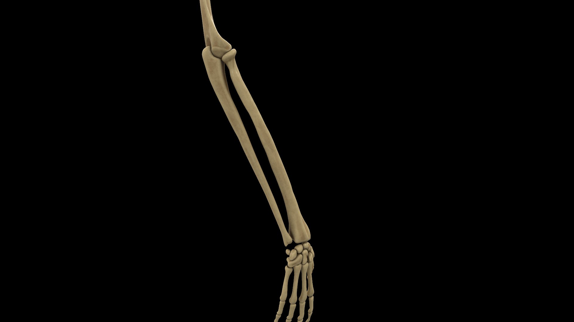 complete hand skeletal model https://p.turbosquid.com/ts-thumb/mm/msW2td/dTuYte2x/screenshot020/png/1551687842/1920x1080/fit_q87/60024c8224d065e9fe5462bde2950698bbcf7594/screenshot020.jpg