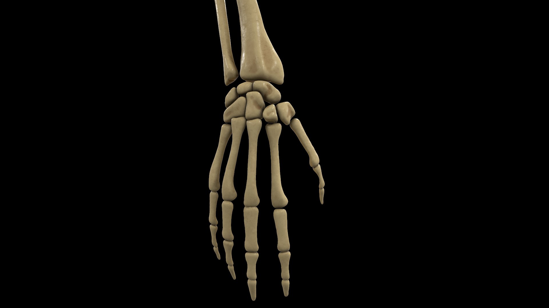 complete hand skeletal model https://p.turbosquid.com/ts-thumb/mm/msW2td/jCjtsvX4/screenshot021/png/1551687842/1920x1080/fit_q87/9734538d0bd6f9d577add400f151094911fd7d35/screenshot021.jpg
