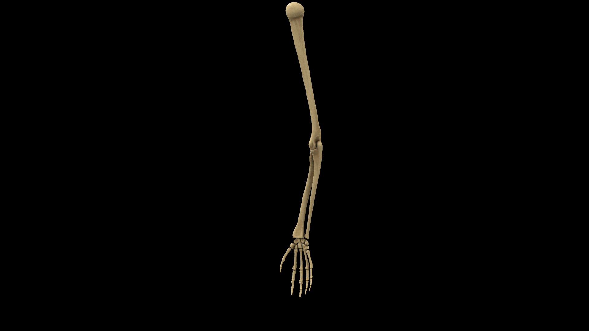complete hand skeletal model https://p.turbosquid.com/ts-thumb/mm/msW2td/oWgw80eu/screenshot016/png/1551687842/1920x1080/fit_q87/1ac501970e60a79c19076ec85dfb3dcce0ca52b0/screenshot016.jpg