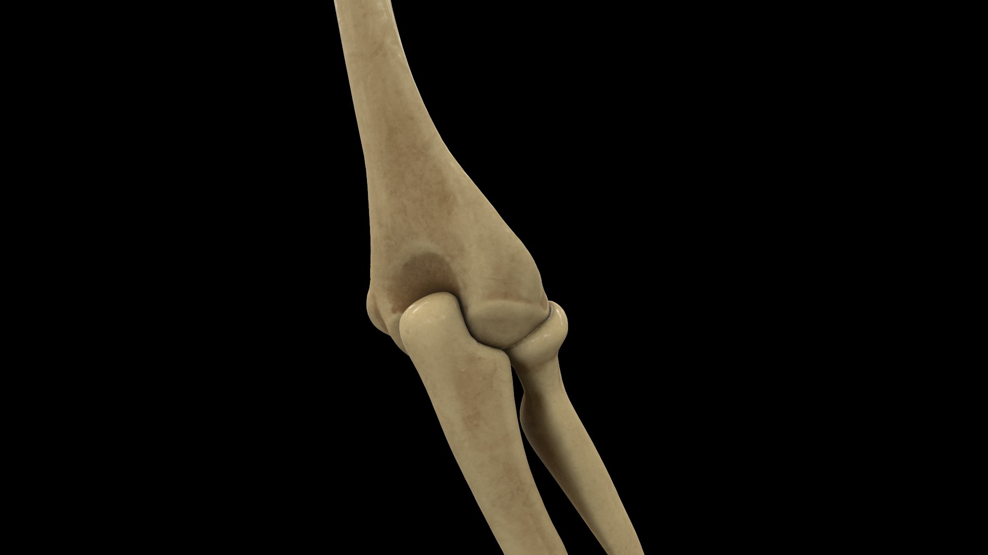complete hand skeletal model https://p.turbosquid.com/ts-thumb/mm/msW2td/uTrW6T5i/screenshot018/png/1551687842/1920x1080/fit_q87/9d092959068b427639fc1c3419bbd0288a9996c1/screenshot018.jpg