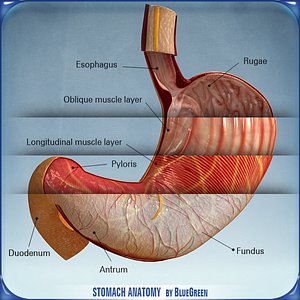 stomach anatomy 3d 3ds
