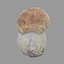 Mushroom 26
