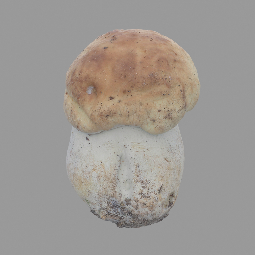3D scan https://p.turbosquid.com/ts-thumb/mm/rRcrJY/CCSzpIyJ/360/jpg/1504683377/1920x1080/turn_fit_q99/29ef13dac0aef383042bf6ef947745860e2e097f/360-1.jpg