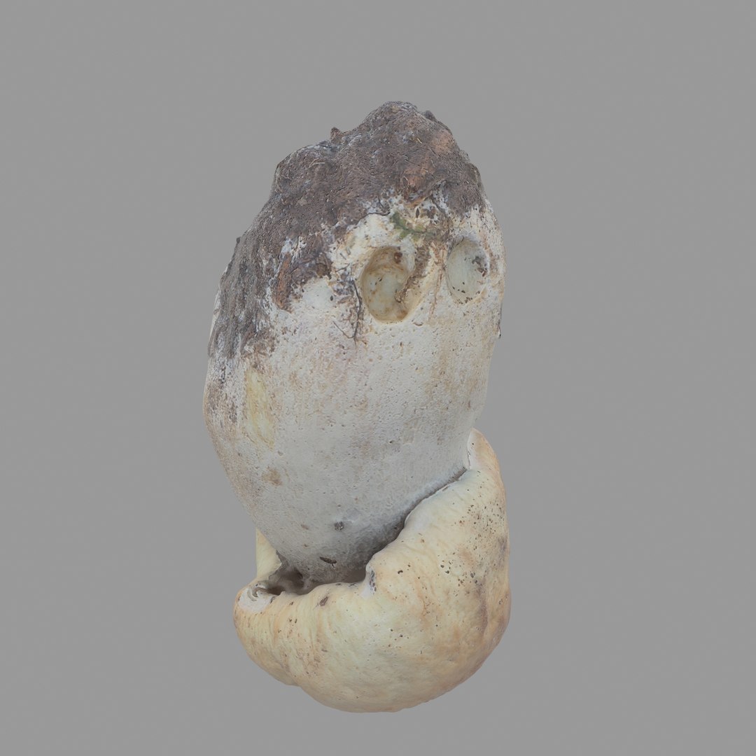 3D scan https://p.turbosquid.com/ts-thumb/mm/rRcrJY/NWjCw3WS/05/jpg/1504683342/1920x1080/fit_q87/cddfa4caff39f06f6b54b3b72a08e49536af262a/05.jpg