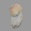 Mushroom 26