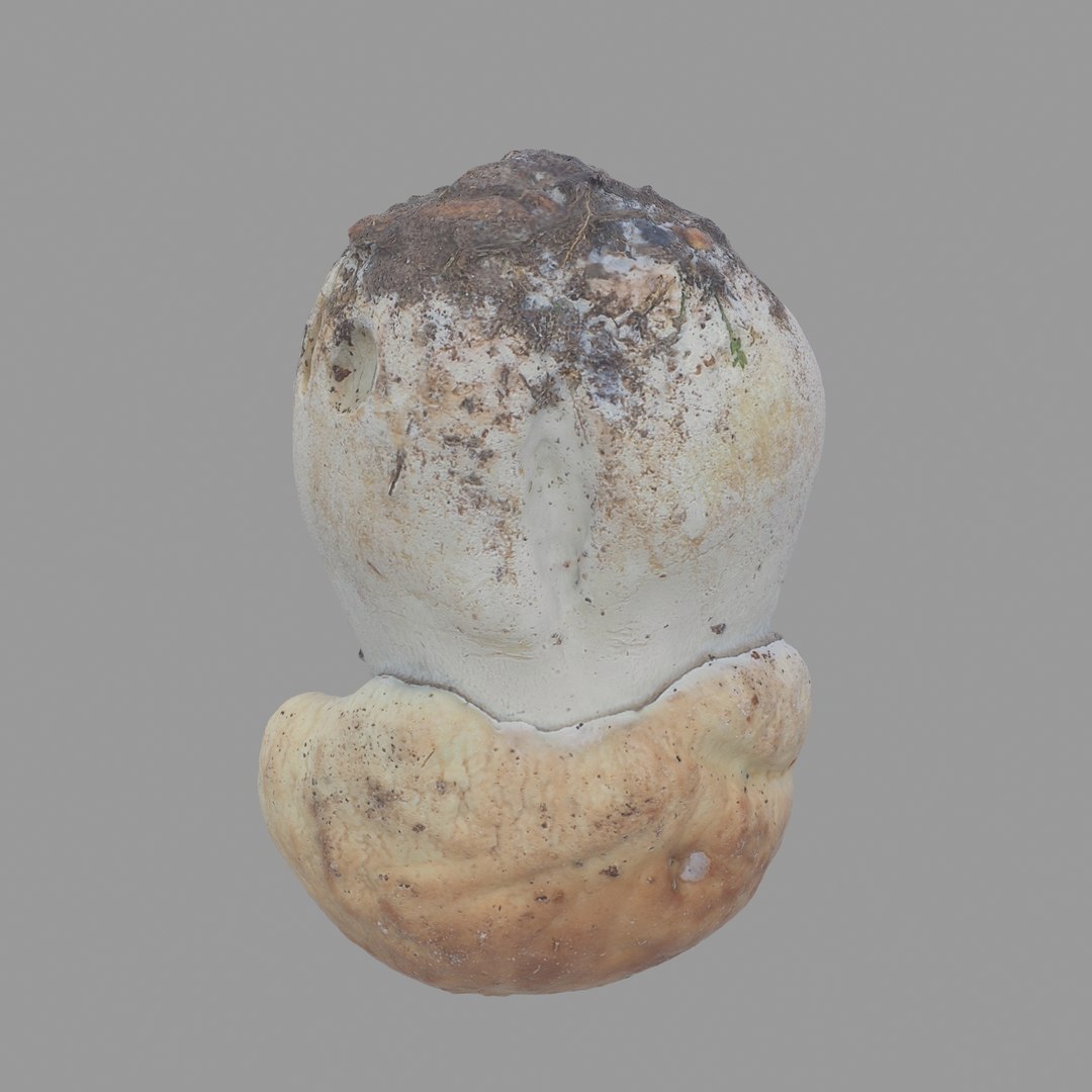 3D scan https://p.turbosquid.com/ts-thumb/mm/rRcrJY/SWihPRE3/06/jpg/1504683342/1920x1080/fit_q87/296e096b5a989213c2670727e57aa73cd7f33f28/06.jpg