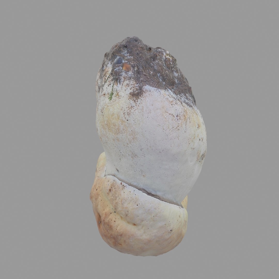 3D scan https://p.turbosquid.com/ts-thumb/mm/rRcrJY/XSj4g3fH/07/jpg/1504683342/1920x1080/fit_q87/762a2180a044f24e9bd7cc5a6ed67cc05d32ee0d/07.jpg