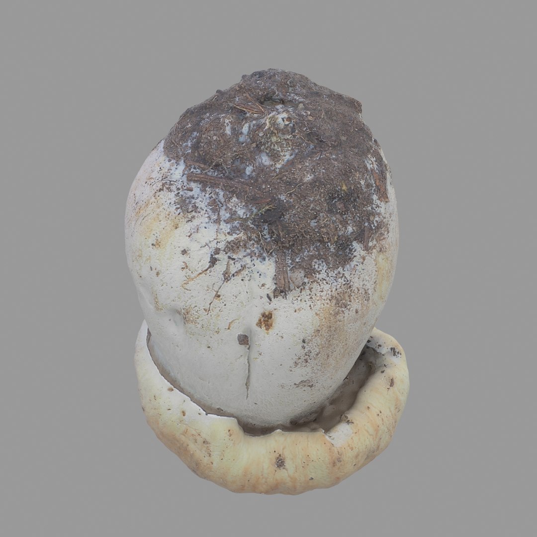 3D scan https://p.turbosquid.com/ts-thumb/mm/rRcrJY/dFO8uM4R/08/jpg/1504683342/1920x1080/fit_q87/006bd944b6098cc62eb8e2969202d4d458190de7/08.jpg