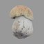 Mushroom 26