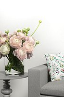 Pink Ranunculus