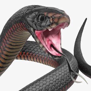 desert black king snake 3D model