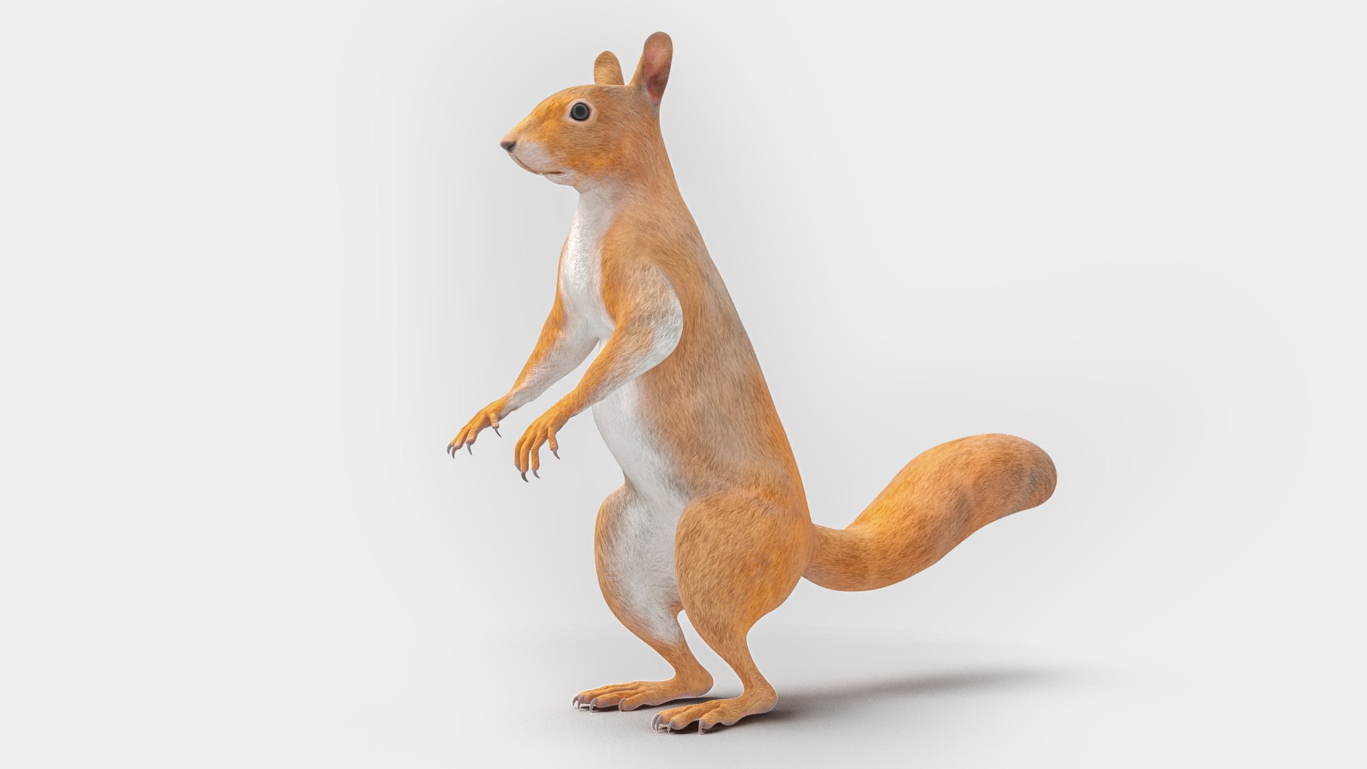 Red Squirrel in Standing Pose 3D model preview