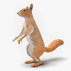 Red Squirrel in Standing Pose