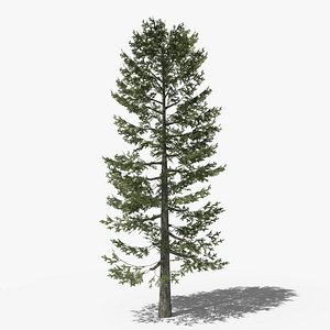 Lowpoly Pine v4 3D model