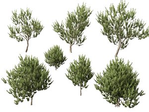 Highpoly Low Poly - Platanus racemosa - California Sycamore 3D model