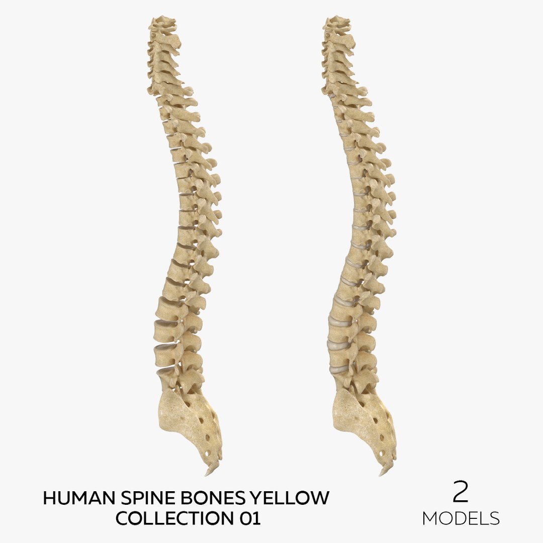 3D Human Spine Bones Yellow Collection 01 - 2 Models - TurboSquid 1912465