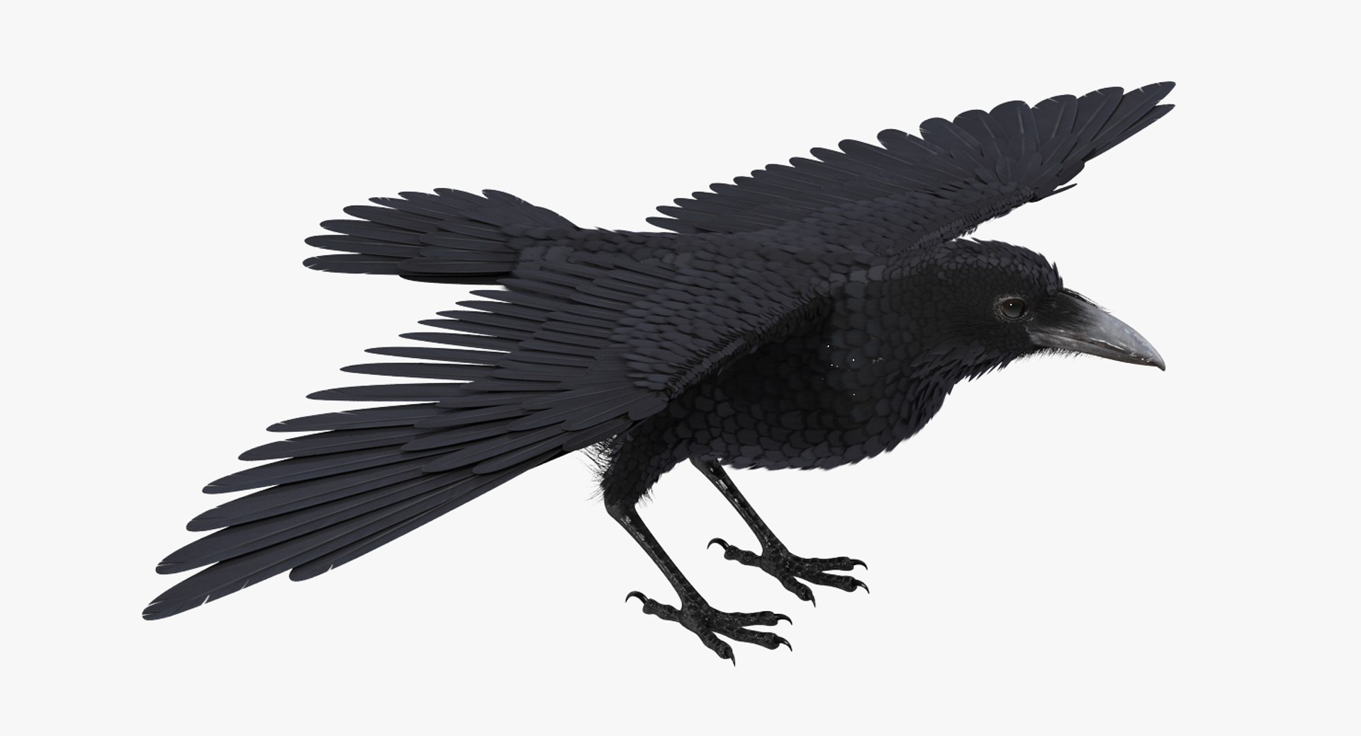 Black Crow 3D model preview