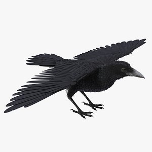 black crow model