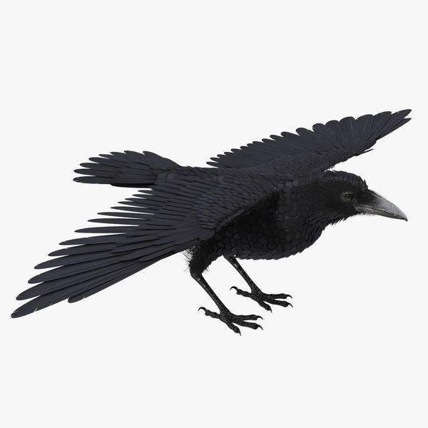 black crow model