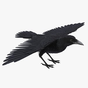 Black Crow