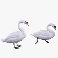 Mute Swan