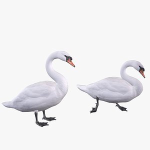 Mute Swan