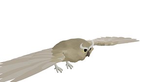 owl animated